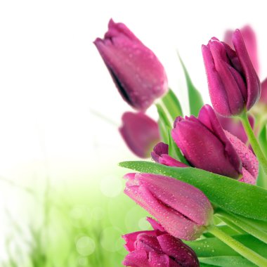 Beautiful Purple tulips clipart