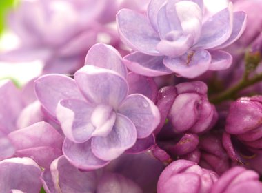 Lilac flower cluster clipart