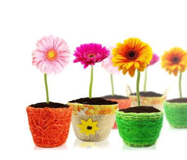 Colorful spring gerbera flowers clipart