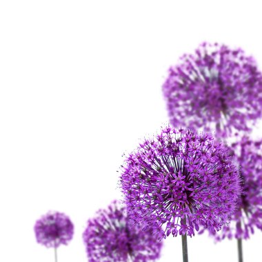Mor Allium Çiçekleri