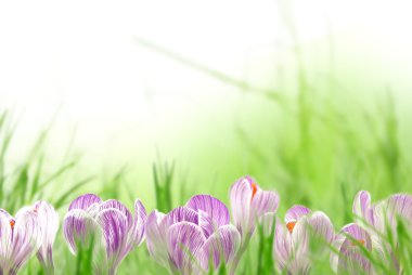 Spring crocuses clipart