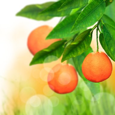 Orange tree clipart