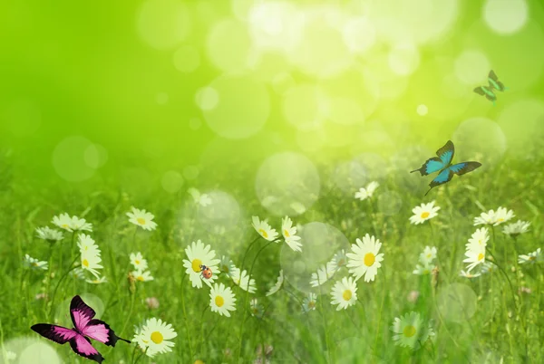 Fresh spring background — Stock Photo, Image