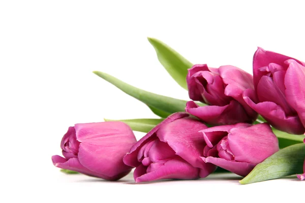 Beautiful Purple tulips — Stock Photo, Image