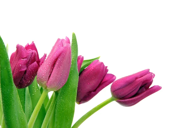 Beautiful Purple tulips — Stock Photo, Image