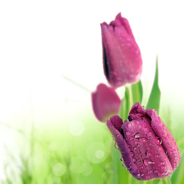 Lindas tulipas roxas — Fotografia de Stock