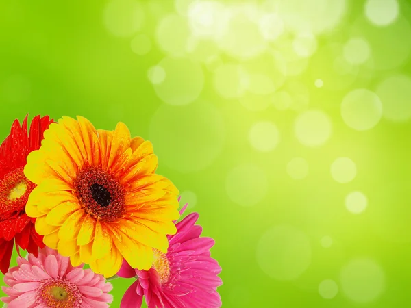 Gerber bloemen — Stockfoto