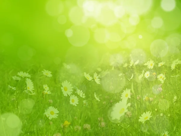 Daisies in a meadow — Stock Photo, Image
