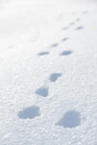 Winter path — Stock Photo, Image