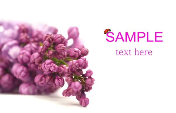 Grappolo di fiori lilla — Foto Stock