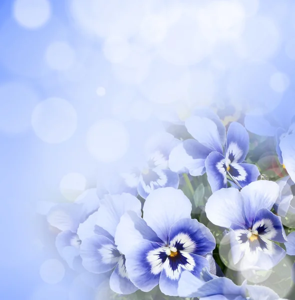 Tavaszi virágok — Stock Fotó