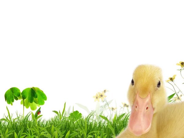 Little duck — Stock Photo, Image