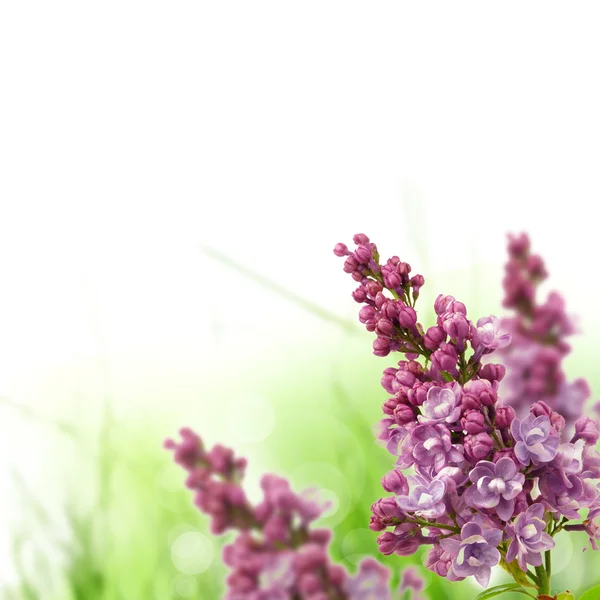 Floraler Hintergrund — Stockfoto