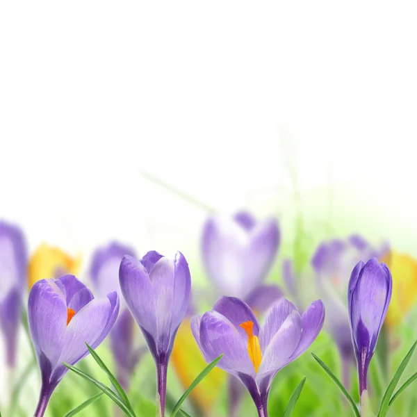 Floral background — Stock Photo, Image