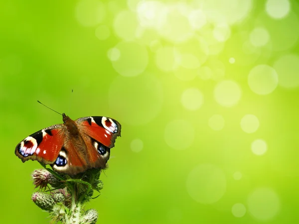 Mariposa sobre fondo verde — Foto de Stock