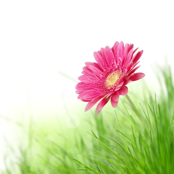 Gerber çiçek — Stok fotoğraf