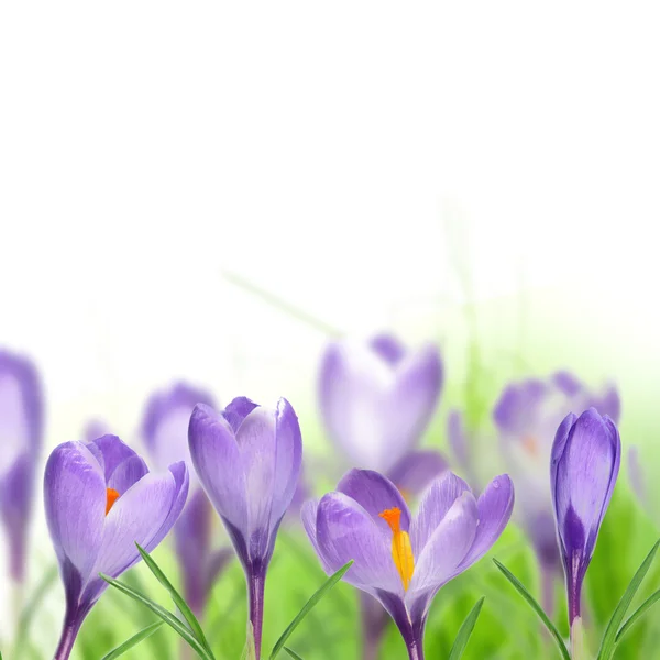 紫のクロッカスの花 — ストック写真
