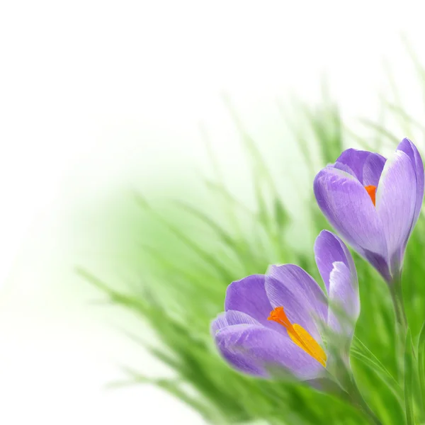Purple crocus flower — Stock Photo, Image