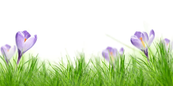 Paarse crocus bloem — Stockfoto