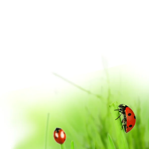 Spring green grass with ladybugs — Stock fotografie