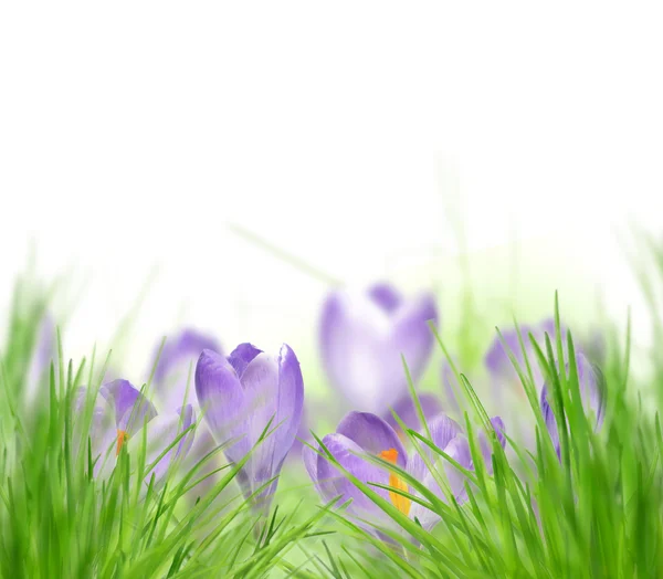 Fleur de crocus violet — Photo