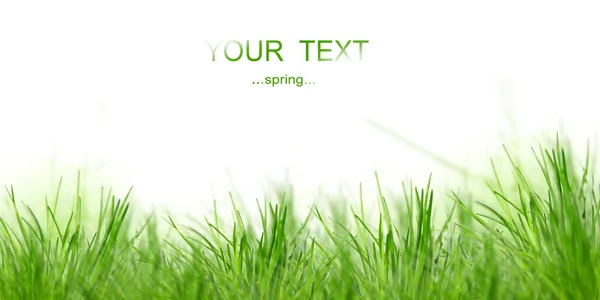 Hintergrund: Frühling — Stockfoto