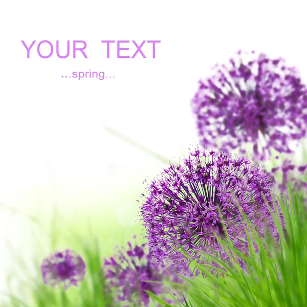 Allium violet Fleurs — Photo