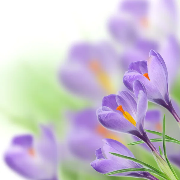 Bunga crocus ungu — Stok Foto