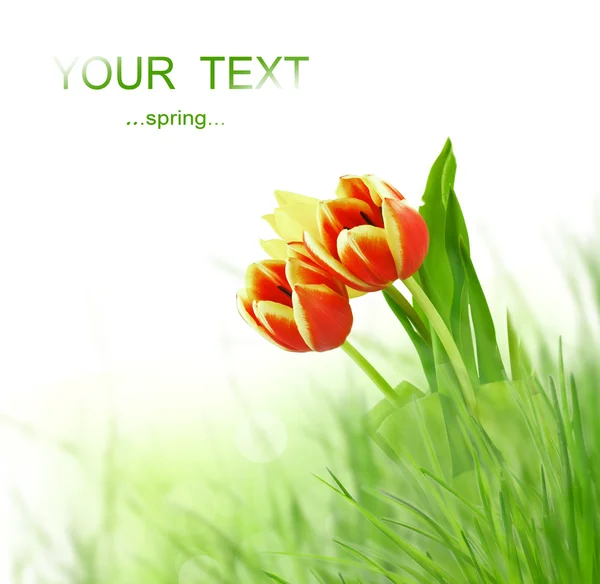 Våren äng — Stockfoto