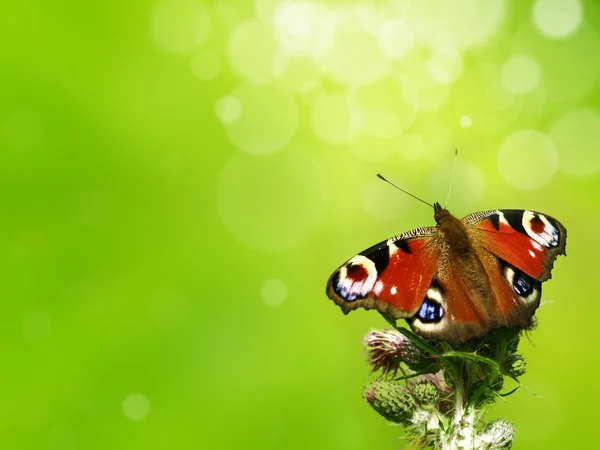 Motyl na zielonym tle — Zdjęcie stockowe
