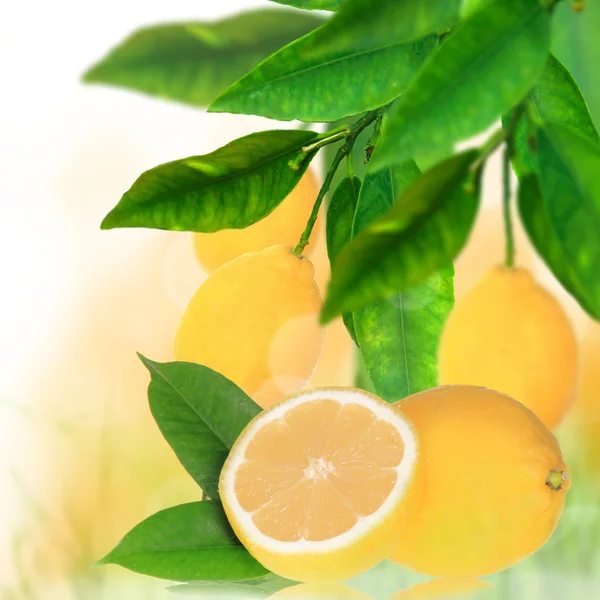 Čerstvé citrusové pozadí — Stock fotografie