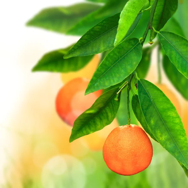 Fresh citrus background — Stock Photo, Image