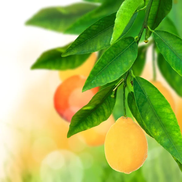 Färsk citrus bakgrund — Stockfoto