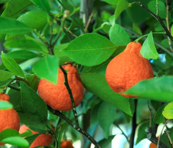 Fresh Orange tree — Stock Photo, Image