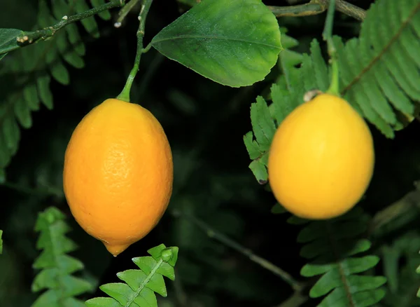 Fresh lemon tree — Stock Photo, Image