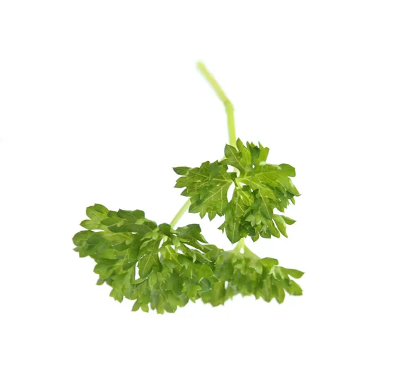Świeże parsleyf — Zdjęcie stockowe