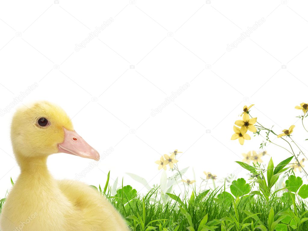 Little duck