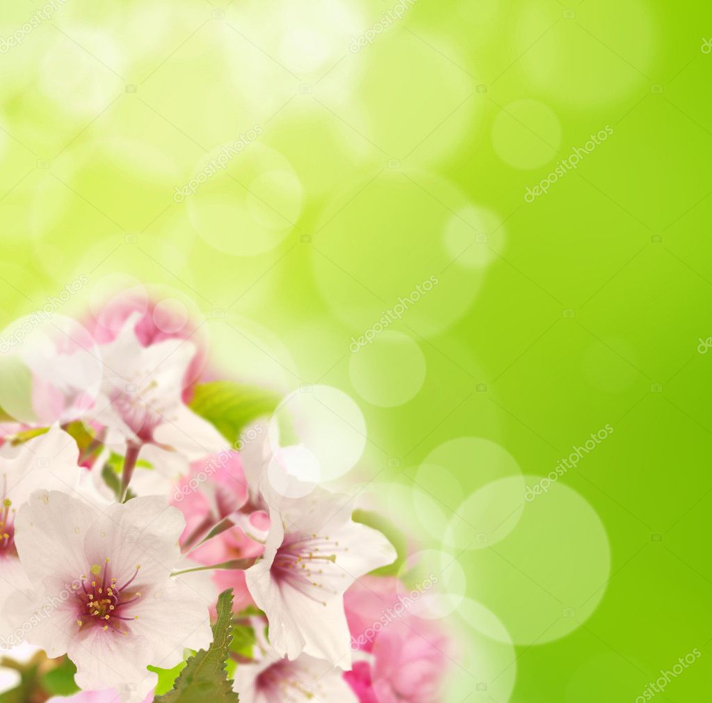Cherry blossoms with blur background