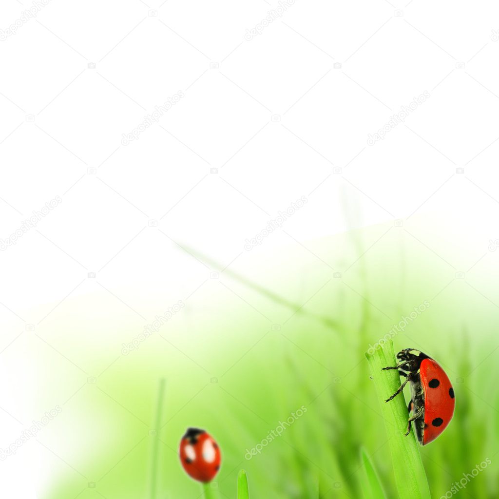 Spring green grass with ladybugs