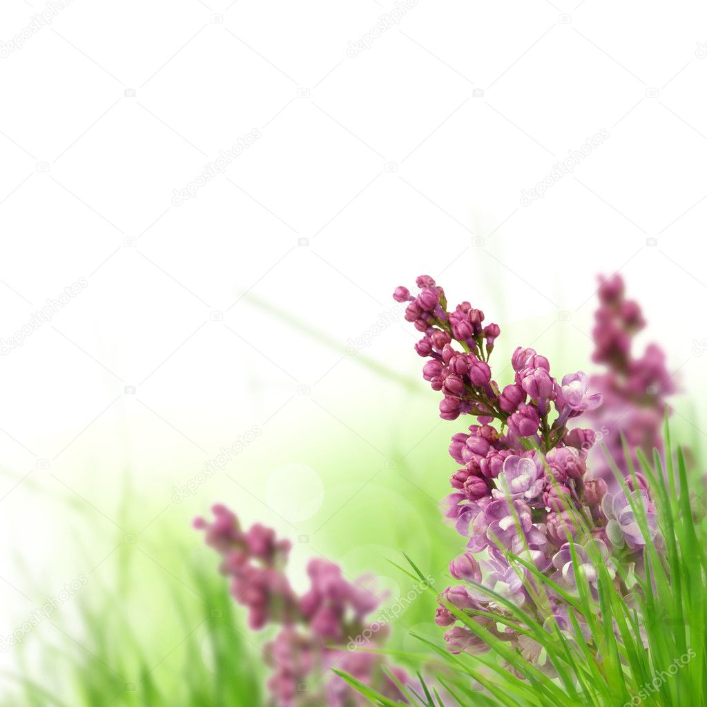 Spring scenery with lots of space for your text or logo