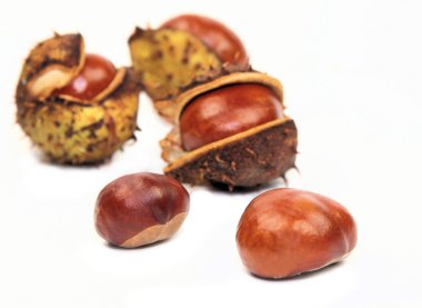 Chestnuts clipart