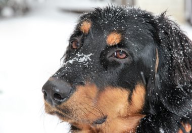 yanıp sönen howavart köpek yavrusu karla kaplı