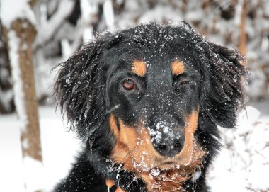 yanıp sönen howavart köpek yavrusu karla kaplı