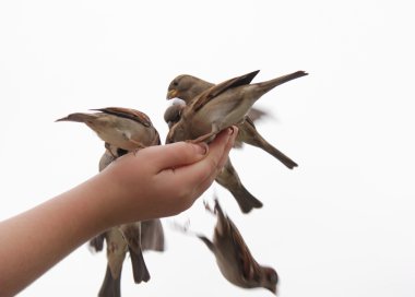 The birds on the hand clipart