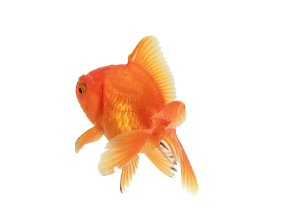 Peşte de aur — Fotografie, imagine de stoc