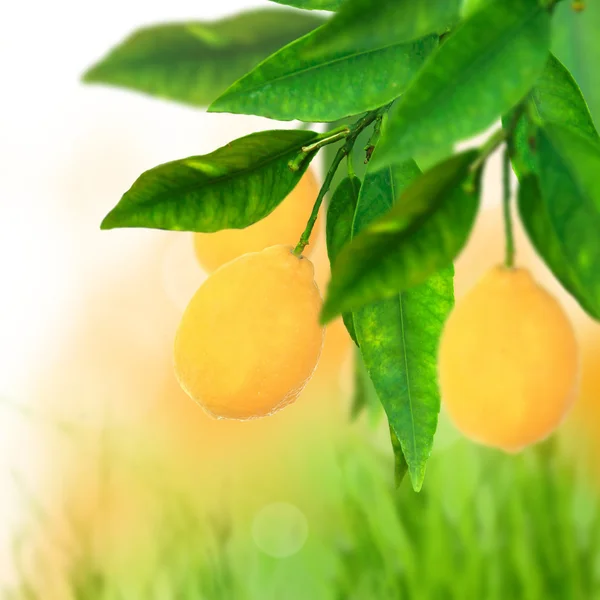 Fresh citrus background — Stock Photo, Image