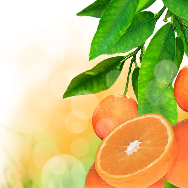 新鲜柑橘背景 — 图库照片
