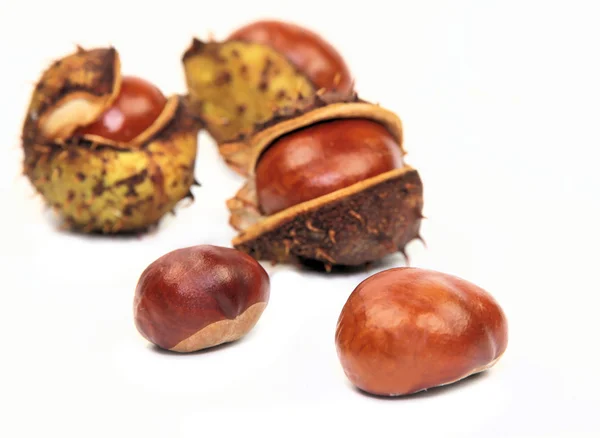 stock image Chestnuts