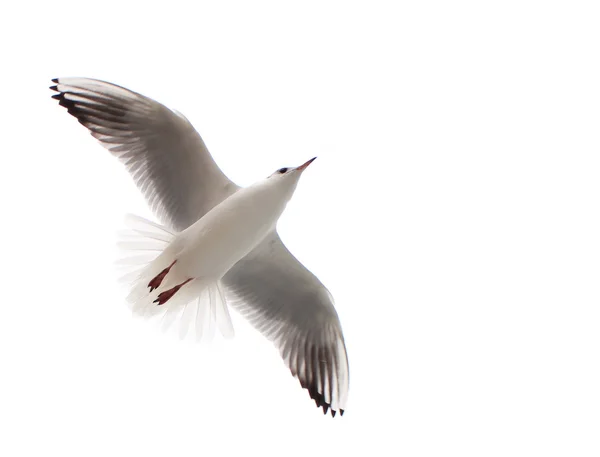 Flygande en fiskmås isolerat på den vita bakgrunden — Stockfoto