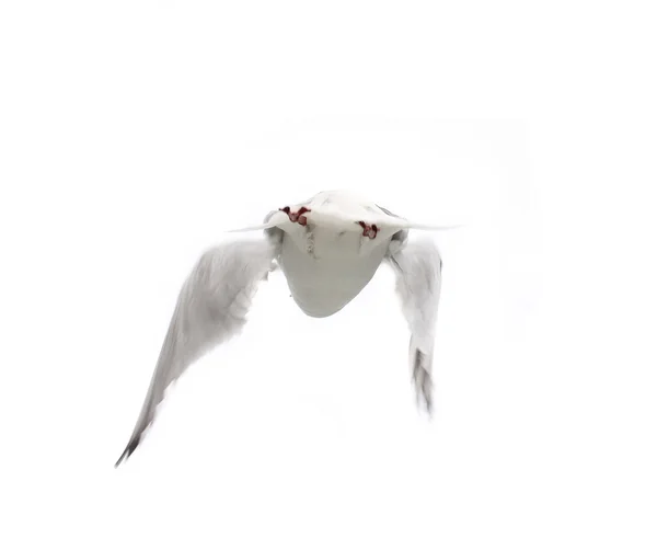 Beyaz arka plan üzerinde izole bir uçan martı — Stok fotoğraf